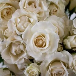 Creamy White Spray Bulk Roses