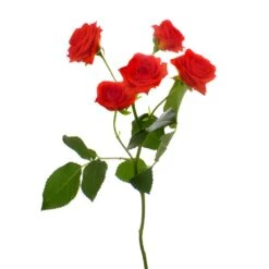 Persimmon Orange Bulk Spray Roses -Garden of Petals jazzabell dark orange spray rose online 55 5687 l 0b2eba61 0485 438a a151 3d9d22763951