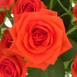 Persimmon Orange Bulk Spray Roses