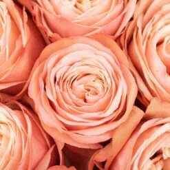 Peach Encounter Rose