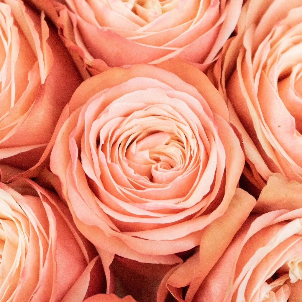 Peach Encounter Rose 1 Peach Encounter Rose