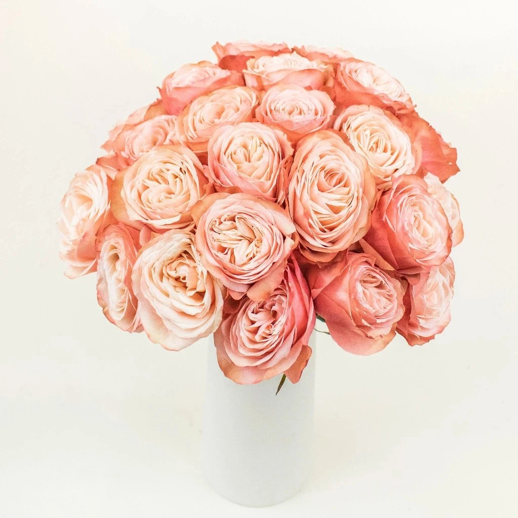 Peach Encounter Rose 3 Peach Encounter Rose - Image 3