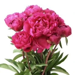 Peonies Flower Hot Pink October Delivery -Garden of Petals kansas hot pink peonies wedding bouquet idea 82 3461 l