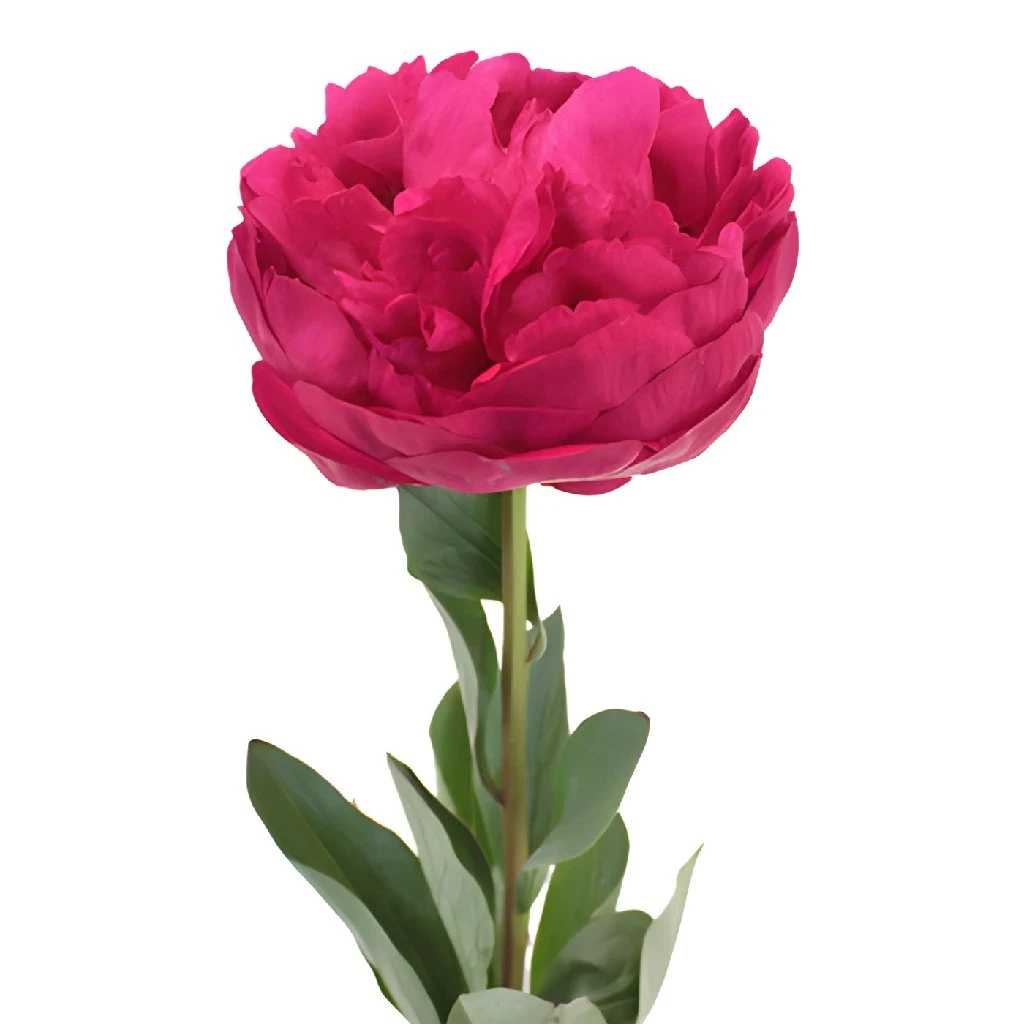 Peony Flowers Hot Pink November Delivery 4 Peony Flowers Hot Pink November Delivery - Image 4