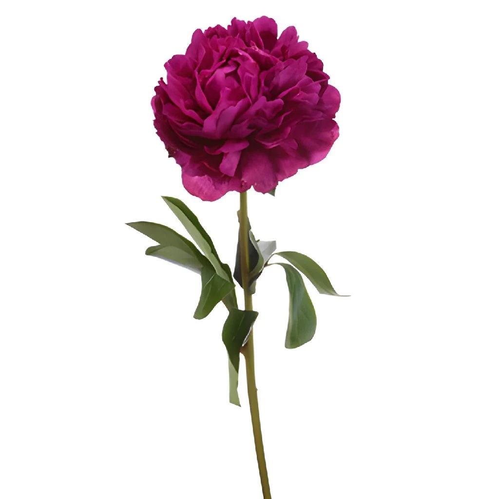 Kansas Peony For May Delivery 4 Kansas Peony For May Delivery - Image 4