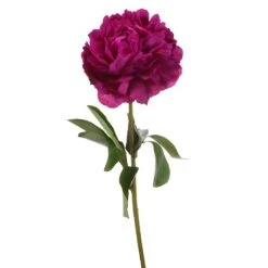 Kansas Peony For April Delivery 8 Kansas Peony For April Delivery -Garden of Petals kansas magenta pink peonies online for weddings 6 6393 l