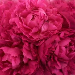 Peony Flowers Hot Pink November Delivery 7 Peony Flowers Hot Pink November Delivery -Garden of Petals kansas magenta pink peonies online 56 3462 l 326ded15 3bbe 4cd5 a536 4d0ef63b5b29