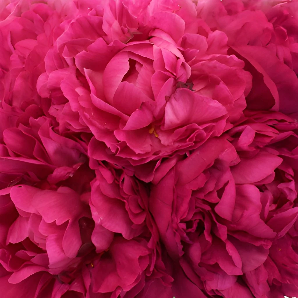 Peony Flowers Hot Pink November Delivery 3 Peony Flowers Hot Pink November Delivery - Image 3
