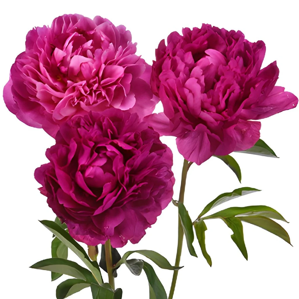 Peony Flower Kansas Pink December Delivery 1 Peony Flower Kansas Pink December Delivery