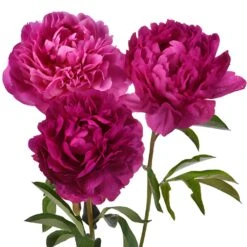 Kansas Peony For April Delivery
