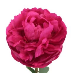 Peony Flowers Hot Pink November Delivery