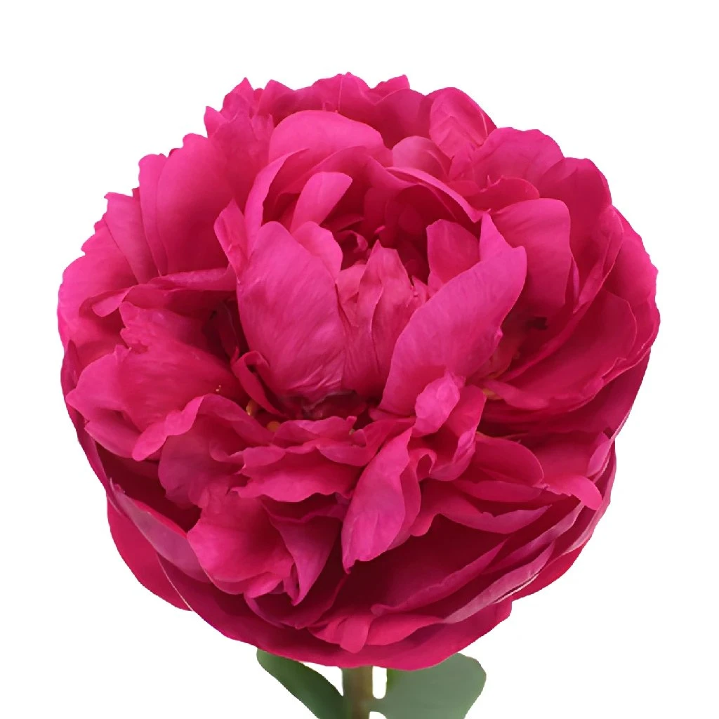 Peony Flowers Hot Pink November Delivery 1 Peony Flowers Hot Pink November Delivery