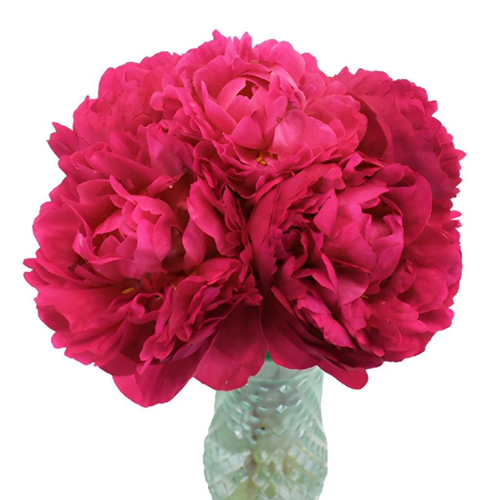 Peony Flowers Hot Pink November Delivery 2 Peony Flowers Hot Pink November Delivery - Image 2