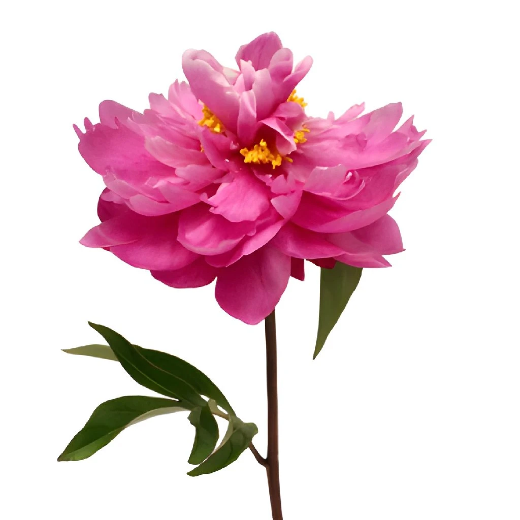 Karl Rosenfield Peonies For May 2 Karl Rosenfield Peonies For May - Image 2