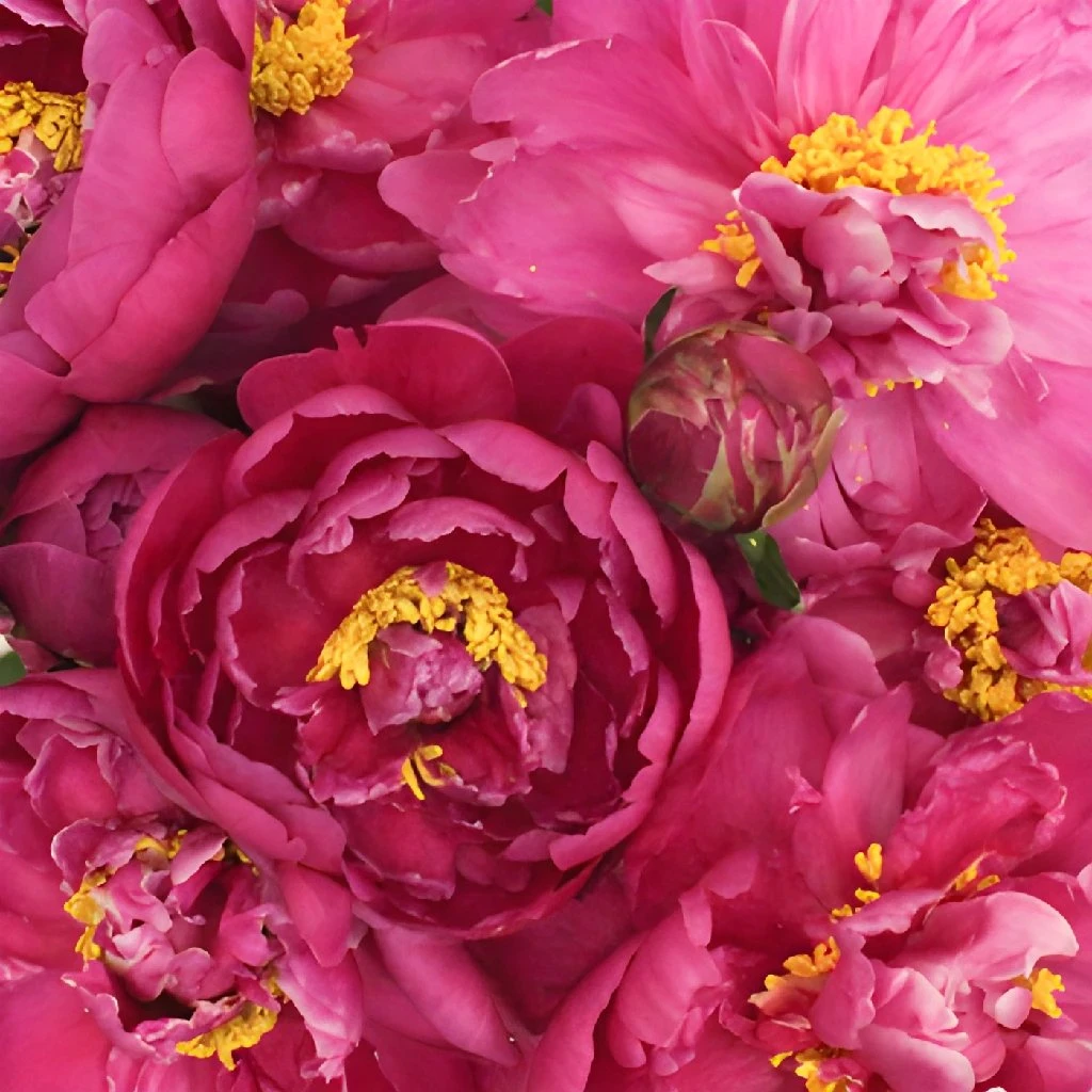 Karl Rosenfield Peonies For May 3 Karl Rosenfield Peonies For May - Image 3