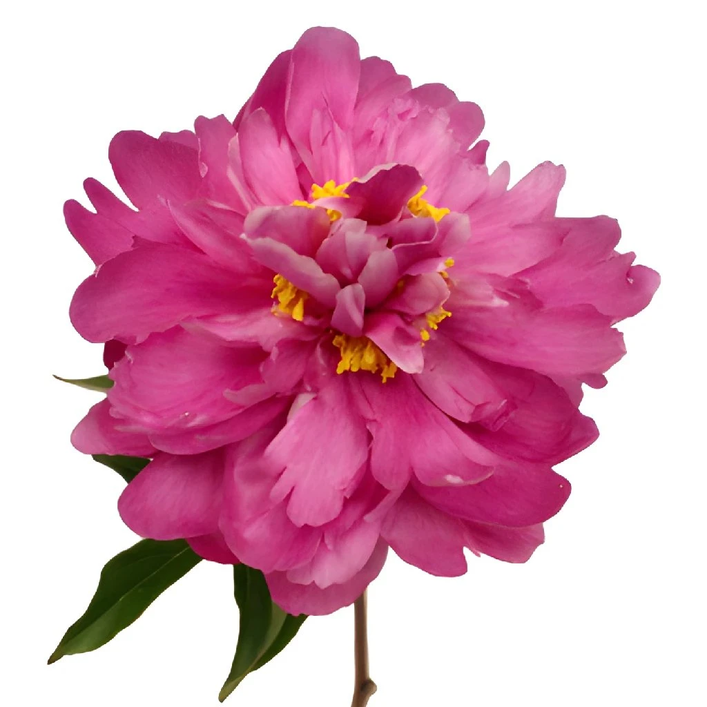 Karl Rosenfield Peonies For May 1 Karl Rosenfield Peonies For May