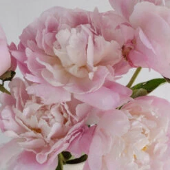 Katherina Peonies For May