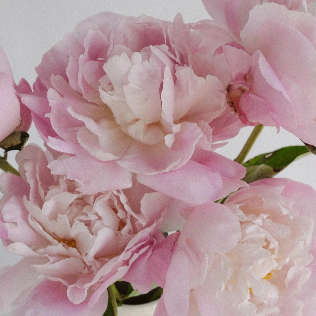 Katherina Peonies For May 1 Katherina Peonies For May