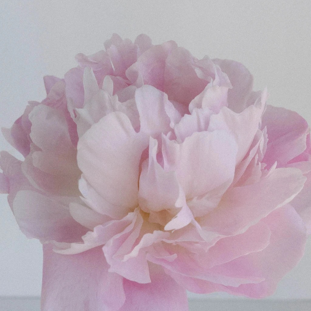 Katherina Peonies For May 2 Katherina Peonies For May - Image 2