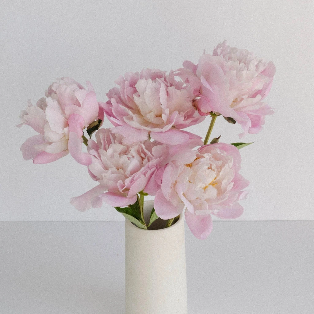 Katherina Peonies For May 3 Katherina Peonies For May - Image 3
