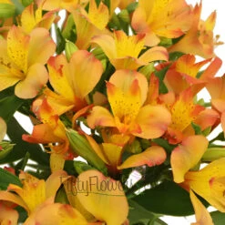 Kiss Of Orange Yellow Peruvian Lily Flower