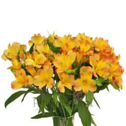 Kiss Of Orange Yellow Peruvian Lily Flower -Garden of Petals kiss of orange yellow peruvian lily flower wholesale flowers vase 0eb79