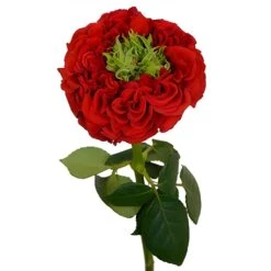Unique Latin Red Garden Rose -Garden of Petals latin red garden roses online for weddings 64 8127 l