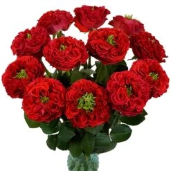 Unique Latin Red Garden Rose -Garden of Petals latin red garden roses wedding bouquet idea 65 8127 l