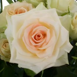 Light Peach Fresh Spray Roses