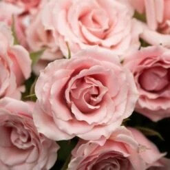 Light Pink Spray Bulk Roses
