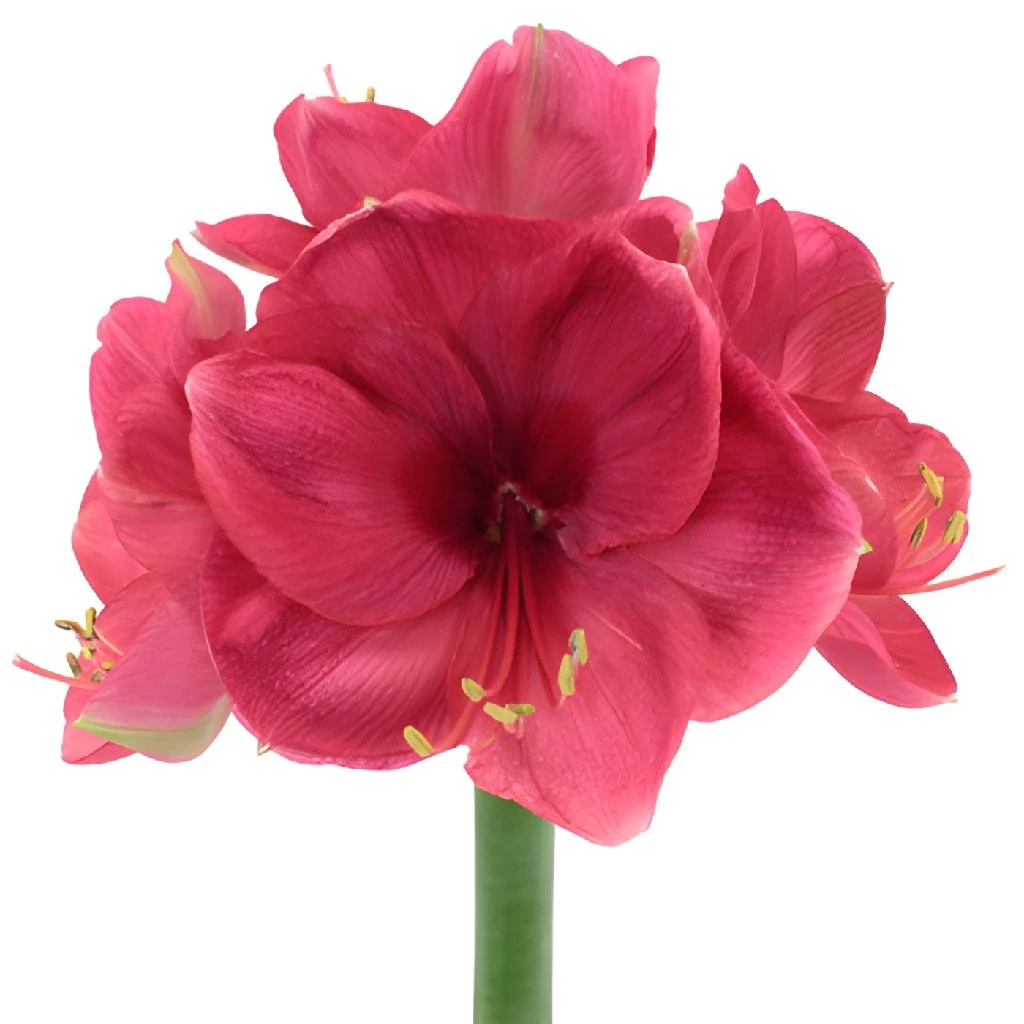 Pink Berry Amaryllis Flower 1 Pink Berry Amaryllis Flower