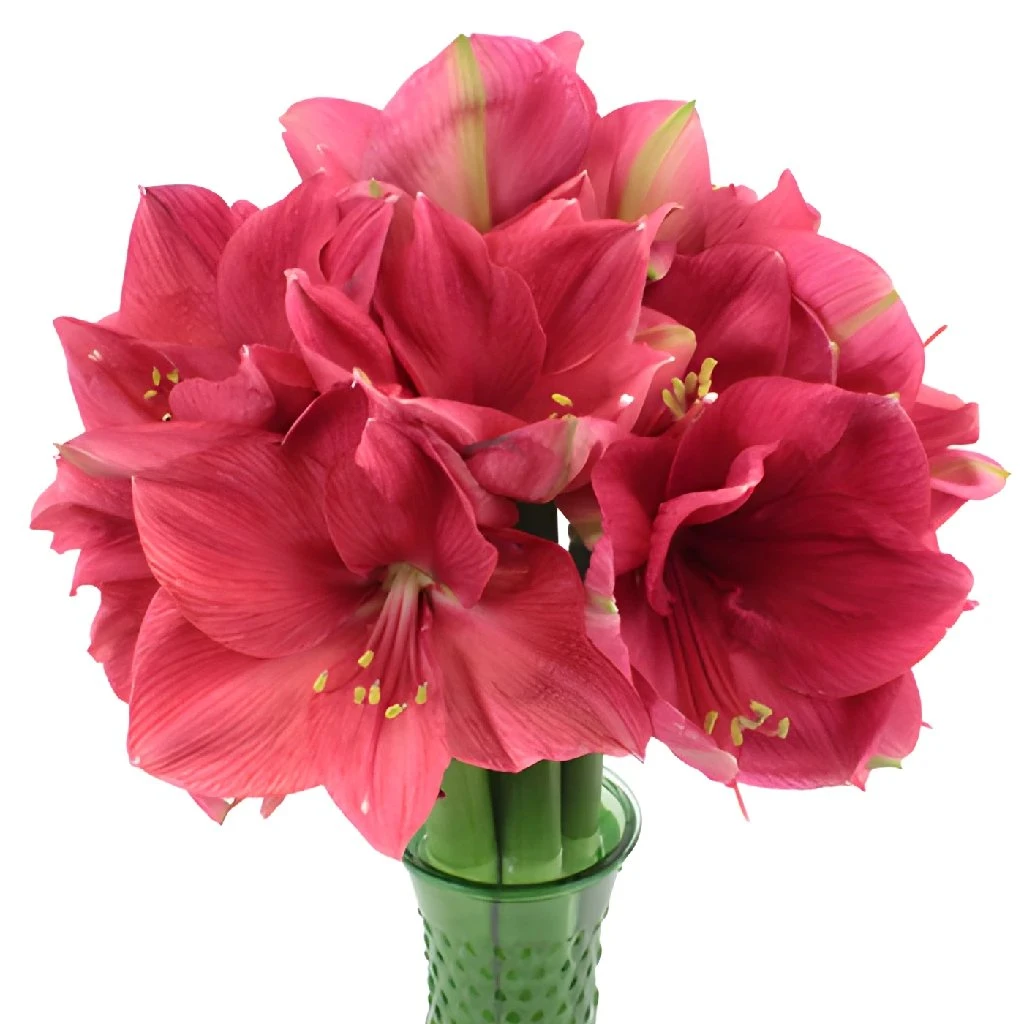 Pink Berry Amaryllis Flower 2 Pink Berry Amaryllis Flower - Image 2