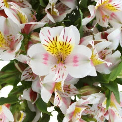 Look At That Alstroemeria Flower