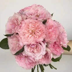 Pink Champagne Mayra Roses