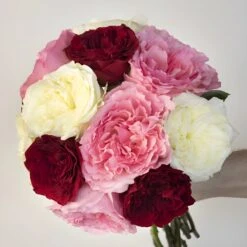 Pink And Red Mayra Garden Roses Assortment