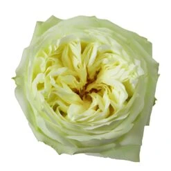 Mint White Garden Rose