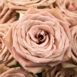 Magic Mocca Mauve Roses