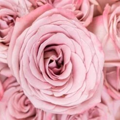 Cappuccino Mauve Bulk Rose