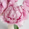 Mothers Day Peonies Pink Flowers