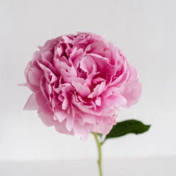 Mothers Day Peonies Pink Flowers -Garden of Petals mothers day peonies pink wholesale flowers stem e6bb0