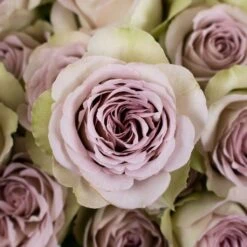 Notredame Antique Roses