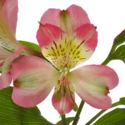 Passion Pink Peruvian Lilies -Garden of Petals passion pink peruvian lilies wholesale flowers apron d344c