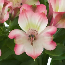 Passion Pink Peruvian Lilies