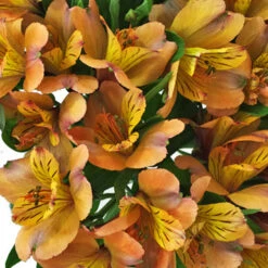 Pea Pod Orange Alstroemeria Flowers