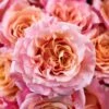 Peony Rose Peach Ruffles