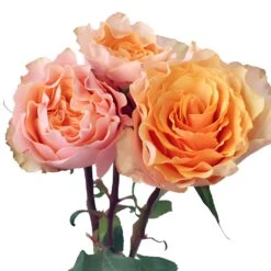 Peach Sherbet Garden Rose