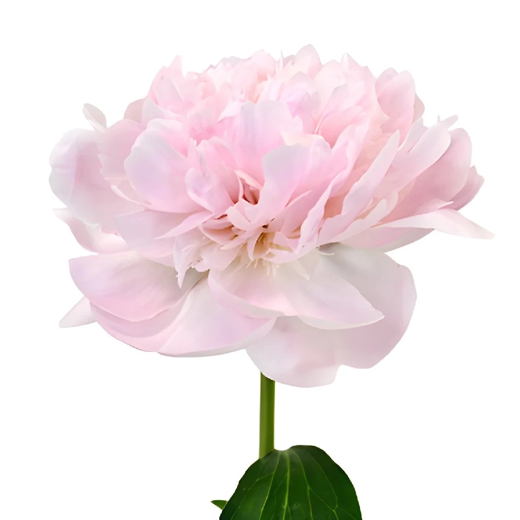 Pecher Peony For May Delivery 2 Pecher Peony For May Delivery - Image 2
