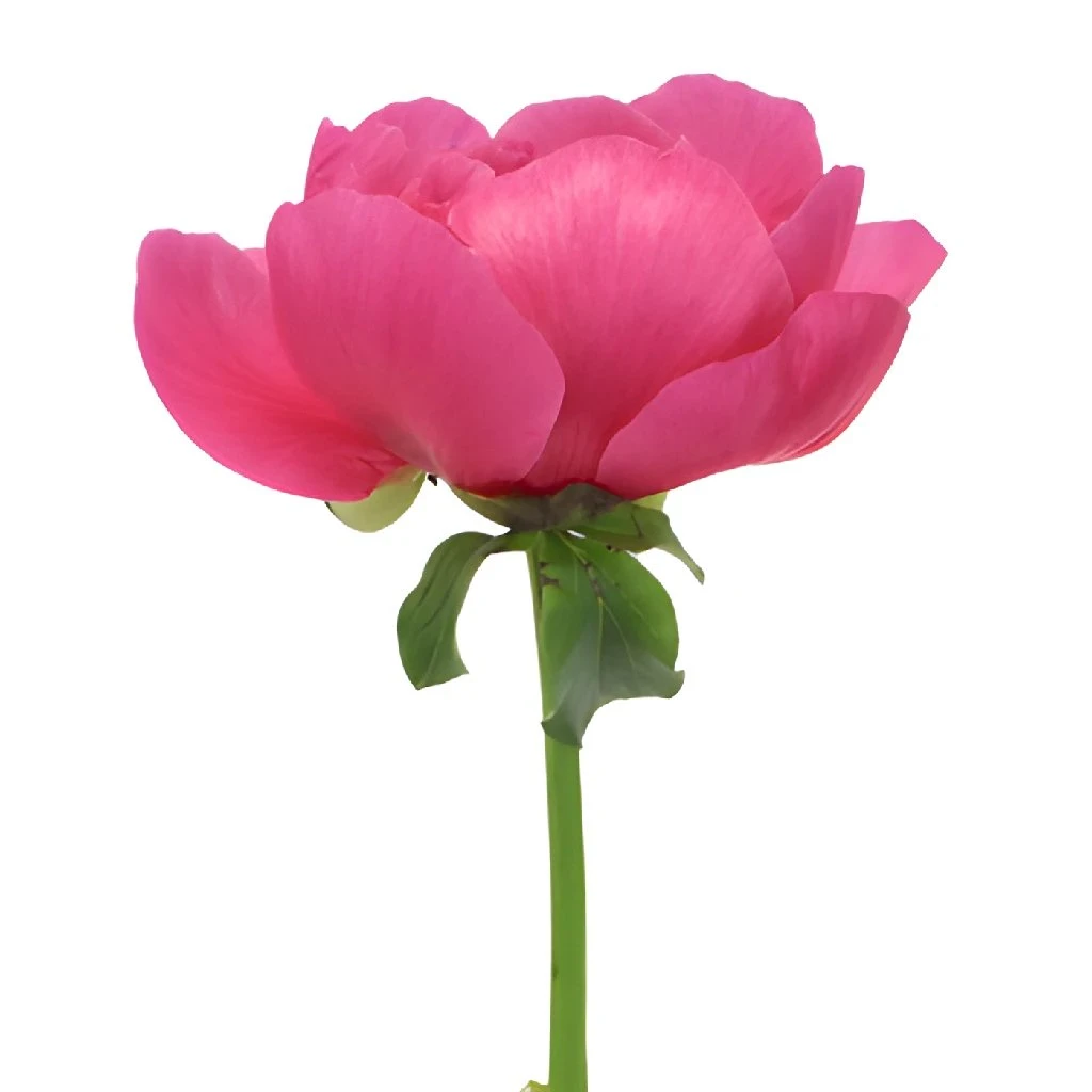 Watermelon Red Peonies For April 2 Watermelon Red Peonies For April - Image 2