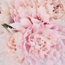Pecher Peony For April Delivery 6 Pecher Peony For April Delivery -Garden of Petals pecher blush pink peonies online 65 6386 l 7d12a00c 2106 4e5b ad54 a5e3395251e1