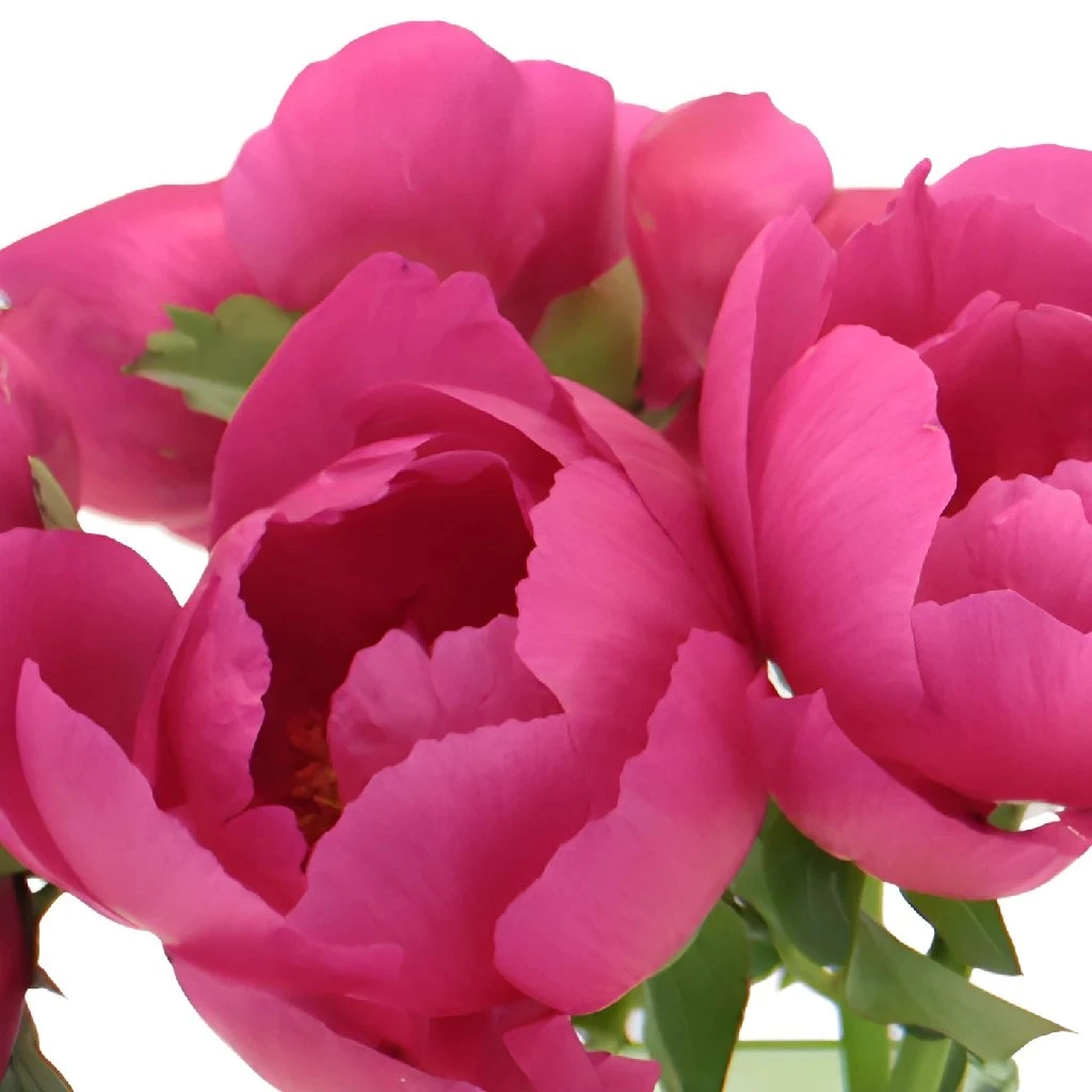 Watermelon Red Peonies For April 3 Watermelon Red Peonies For April - Image 3